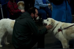 2018 Rose City Classic Meet the Breed3