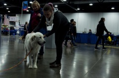 2018 Rose City Classic Meet the Breed4