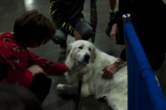 2018 Rose City Classic Meet the Breed9