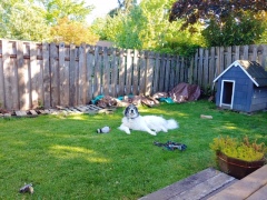 Aries-sheltering-in-place.Graves