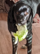 Arlos-brother-2.Dedra-Davis