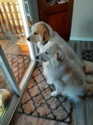 Hannah-and-Nakoya-Quarantined.Ilene_