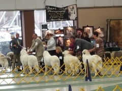 Show ring