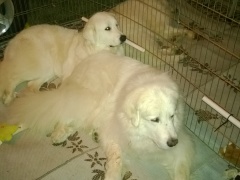 WP_20151113_19_34_17_Pro