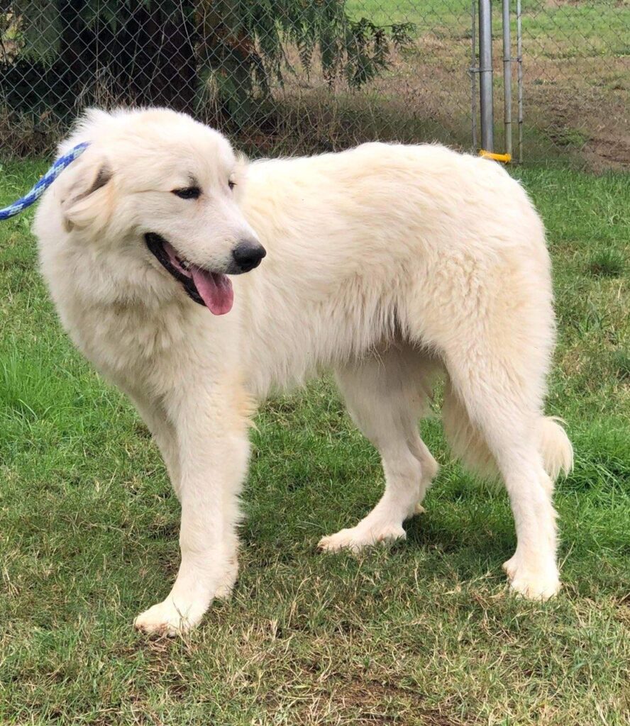 Available for Adoption – Columbia Cascade Great Pyrenees Club